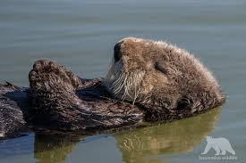 Intro: Living by the 3 R's.. Resting/Relaxing/Reflecting
#EinsteinFellows19