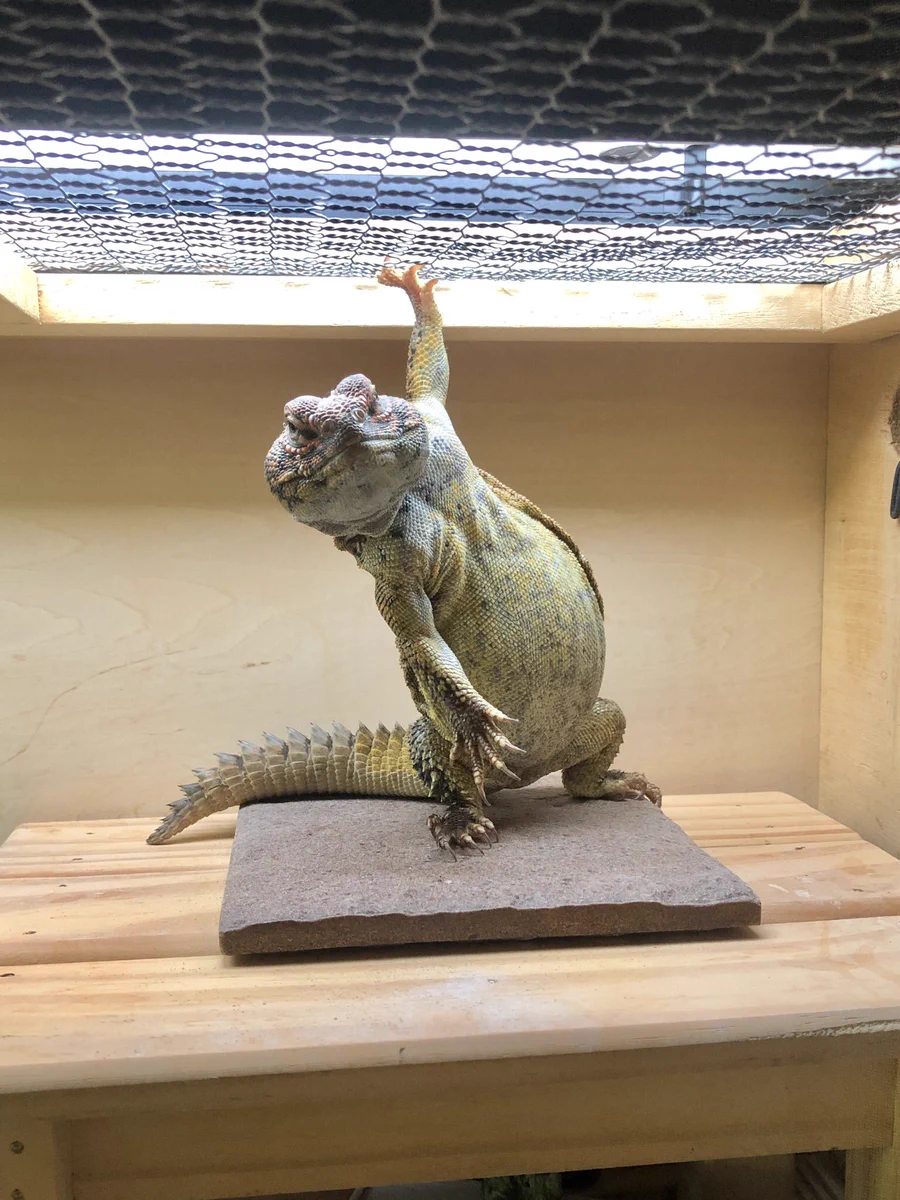目が覚めて最初に見た光景？そこにいたのはドラクエのモンスターだった…ｗｗ