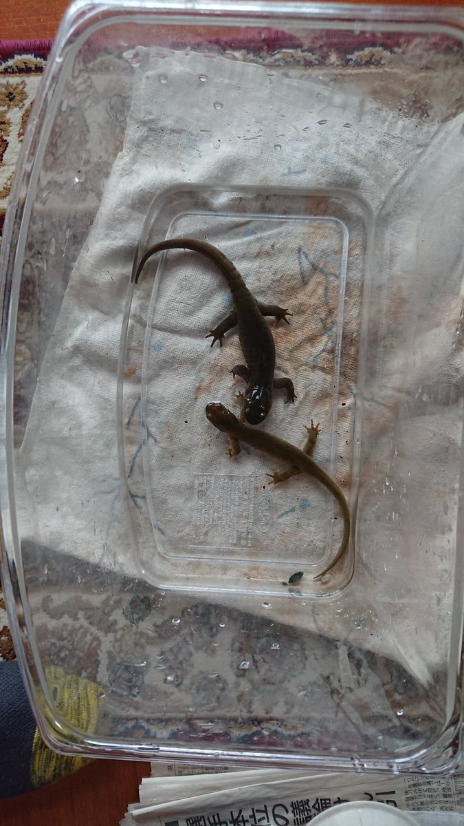 北部少尉 Twitterren コロナが収束するまで1日1種類ずつ飼育又は採集したことがある生き物を紹介する クロサンショウウオ 中学の頃から飼育し始めた 真夏でも25 以下を保っている 餌にはベルツノ用の餌 肉食魚用の餌 コオロギ キリギリス ミミズ 鶏肉 北部少尉 Twitterren コロナが収束するまで1日1種類ずつ飼育又は採集したことがある生き物を紹介する クロサンショウウオ 中学の頃から飼育し始めた 真夏でも25 以下を保っている 餌にはベルツノ用の餌 肉食魚用の餌 コオロギ キリギリス ミミズ 鶏肉