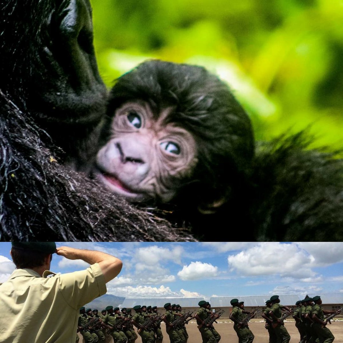 nkanavic's tweet photo. Non à l'exploitation du pétrole dans les  Parc #Virunga! Demande au gouvernement congolais pour l'arrêt immédiat du processus d’octroi des licences d’exploration du pétrole dans ces écosystèmes sensibles, notamment  le projet de désaffection d’une partie du #ParcVirunga. #RDC https://t.co/Cg4ZBUzIkF