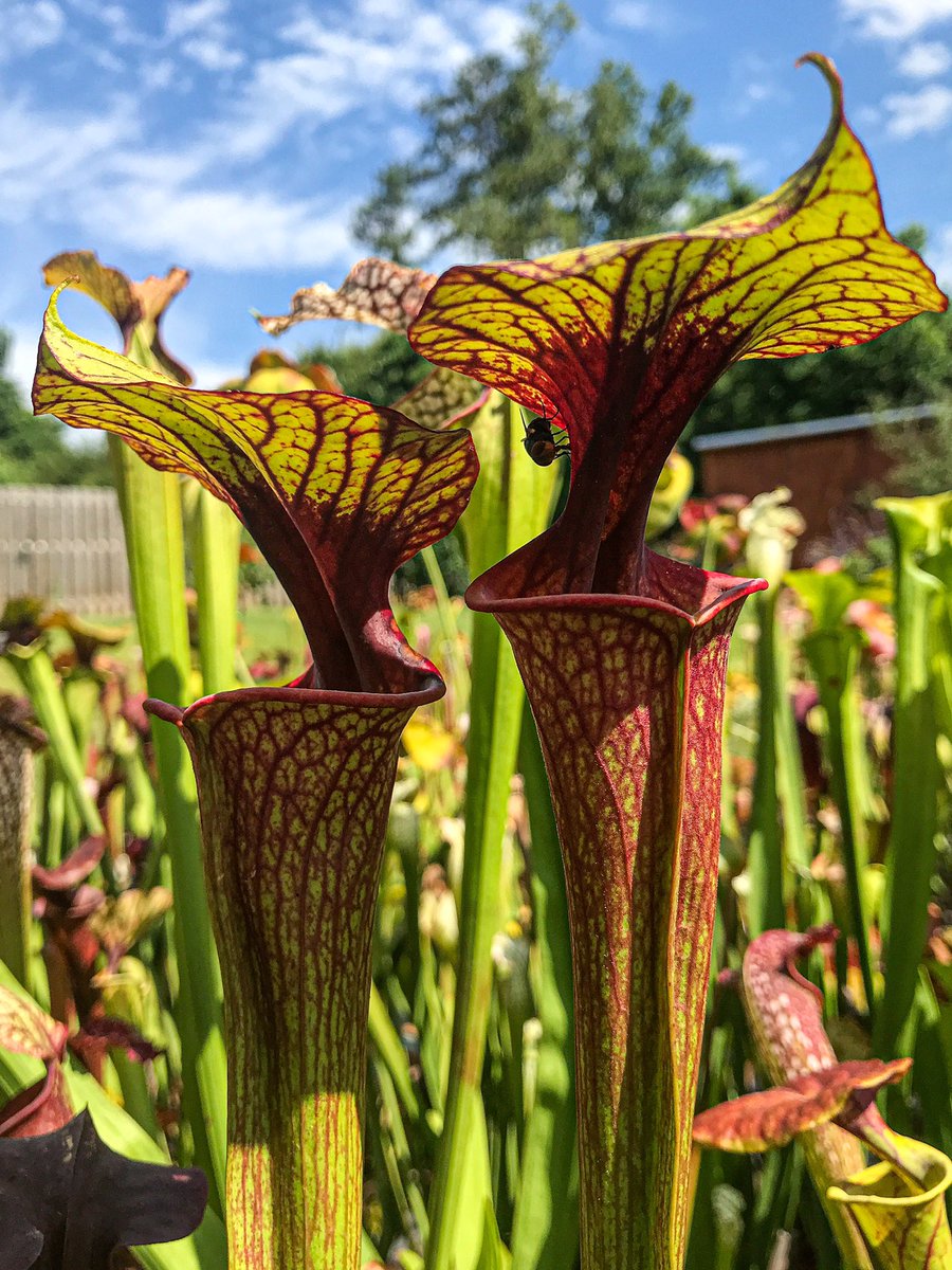DirtyDivisions's tweet photo. Some Sarracenia are still looking good even after taking a beating by a couple of Florida rainstorms. #floridagrown #sarracenia #carnivorousplants #pitcherplants #plants #plantas #tallahassee #florida #Horticulture #plant #plantsoftwitter #dirtydivisions https://t.co/AA0Bg7b3Wy