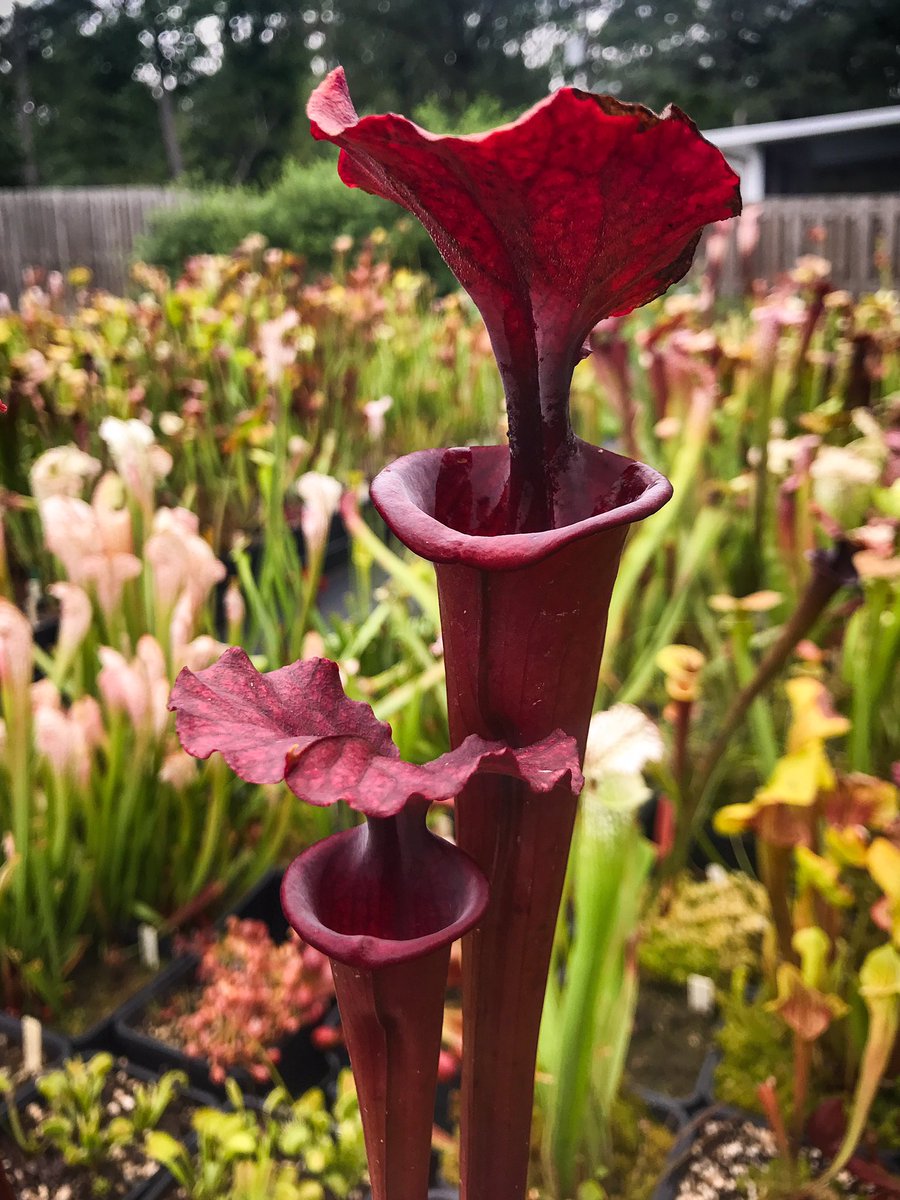 DirtyDivisions's tweet photo. Some Sarracenia are still looking good even after taking a beating by a couple of Florida rainstorms. #floridagrown #sarracenia #carnivorousplants #pitcherplants #plants #plantas #tallahassee #florida #Horticulture #plant #plantsoftwitter #dirtydivisions https://t.co/AA0Bg7b3Wy