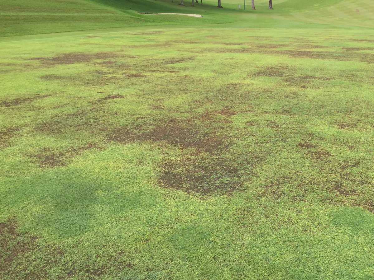 SyngentaTLAsia's tweet image. #PythiumBlight has been one of the top turf diseases in Singapore when it gets wet and humid. Don't forget to start your preventive fungicide program with #SubdueMaxx and #HeritageMaxx 

syngentaturf.sg/turf-diseases/…