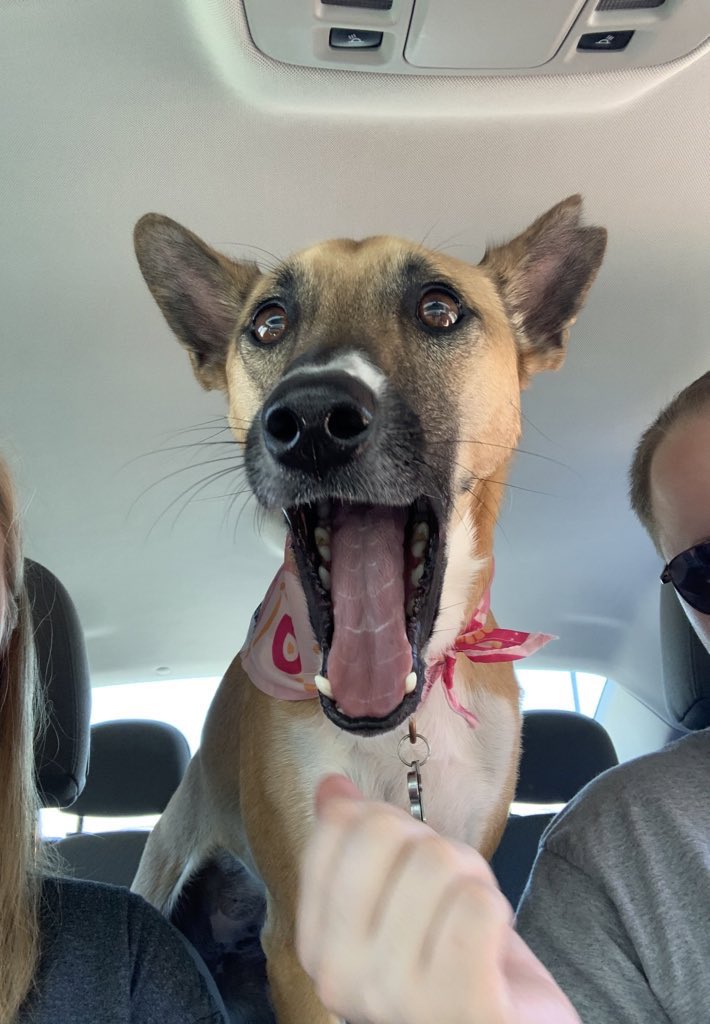 kimshaver14's tweet photo. @TheGoldenRatio4 @MichelobULTRA Our derpy dog Remi would love a bandana! https://t.co/bFiHslYbdG