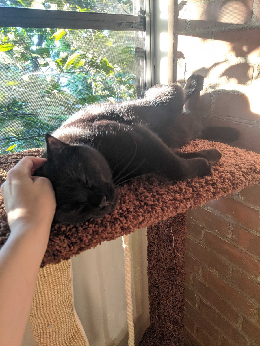 nicelyprovedben's tweet photo. New apartment has a screened in porch and Komo lives there now https://t.co/Rx27xh5lk7