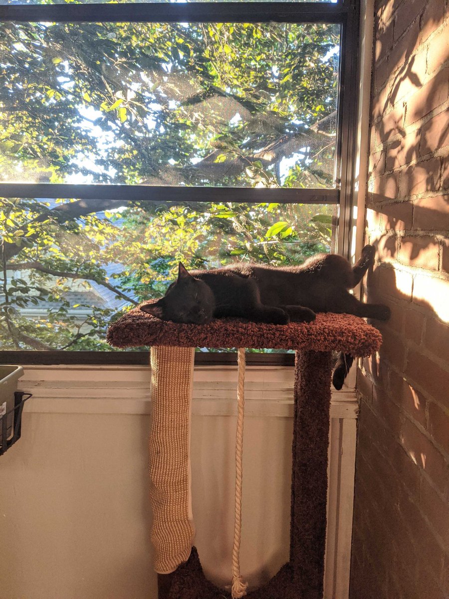 nicelyprovedben's tweet photo. New apartment has a screened in porch and Komo lives there now https://t.co/Rx27xh5lk7