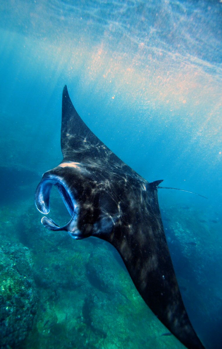 Up close and personal with the manta rays at Manta Bay!

📷 by Cristiano Zampicinini

#MantaRay #Mantas #MantaBay #MantaPoint #Lembongan #MantaTrust #Penida #Bali #Indonesia #Scuba #ScubaDiving #PADI #Diving #Ocean #UnderwaterPhotography