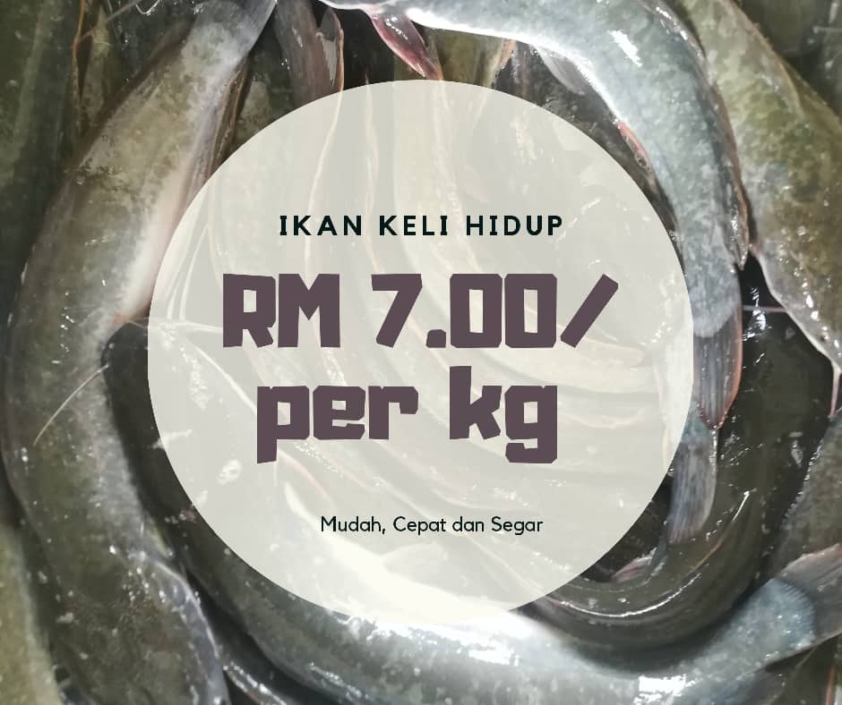 M_AfiqSyahir's tweet image. Hi geng! My cousin ada buat bisnes Ikan Keli hidup &amp;amp; siap siang area Batu Pahat! Sesiapa yg berminat, boleh ws/call no beliau ye. Boleh refer pic utk senarai harga dan COD!
KakCik : 011-1766 3123

Thanks!
RT please!
#BatuPahat #YongPeng #SriMedan #ParitSulong #TongkangPechah