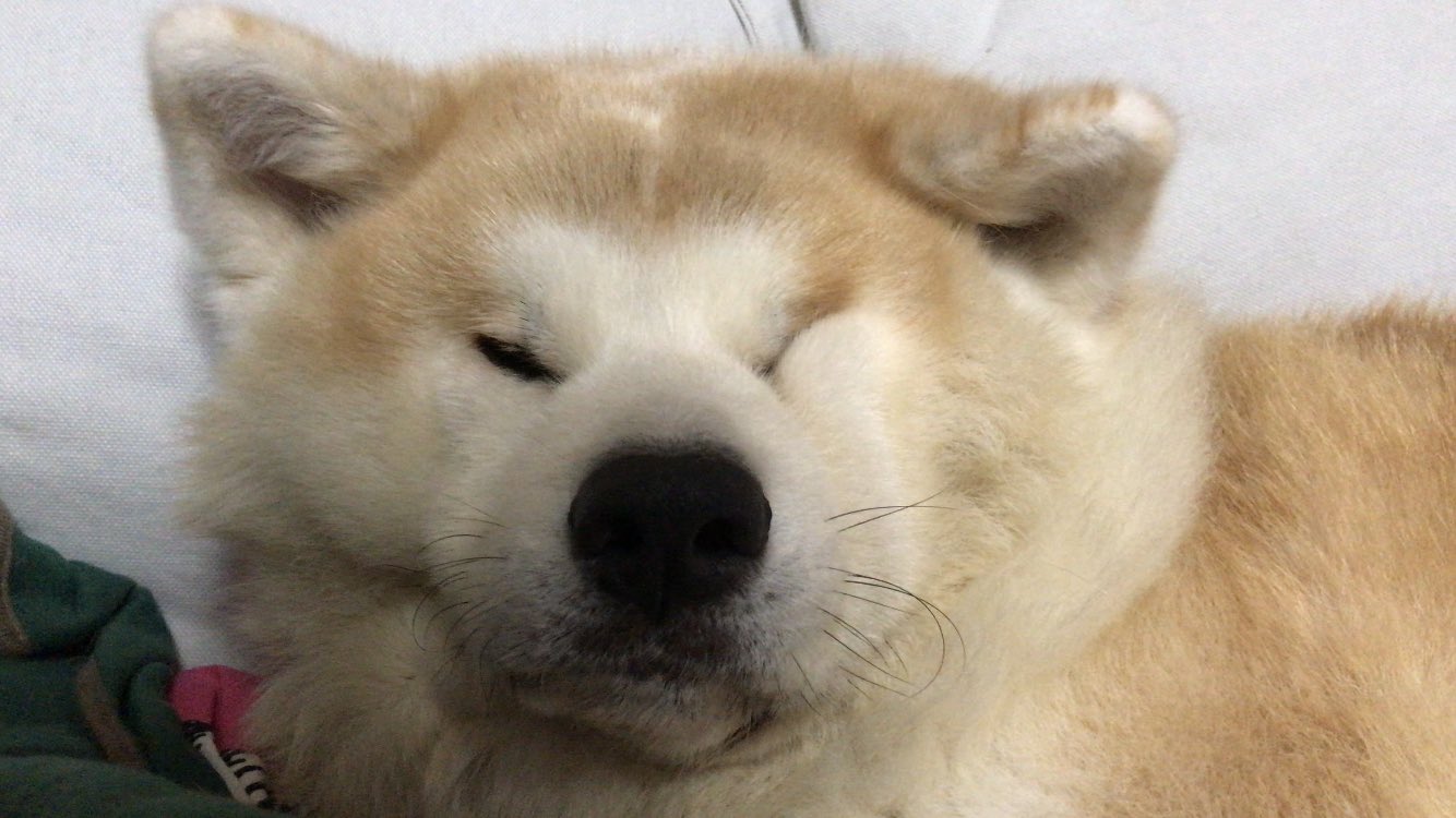 Twitter 上的 柴犬 秋田犬 はちモナじんくんとポン吉 顔起こしてるのに なぜか片目がつぶれてしまう 秋田犬 Akitainu 目が小さい犬 T Co Ga603pkygj Twitter