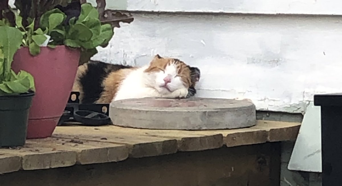 cilla_hanley's tweet photo. It’s a great day for a nap deck nap #CatsOfTwitter https://t.co/0xNdqpetN8
