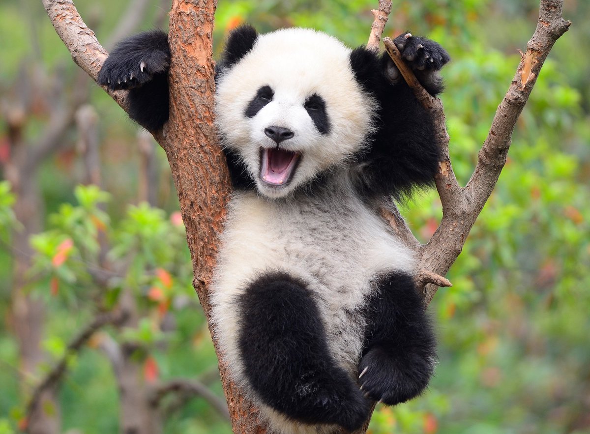 ed markey as pandas: a thread