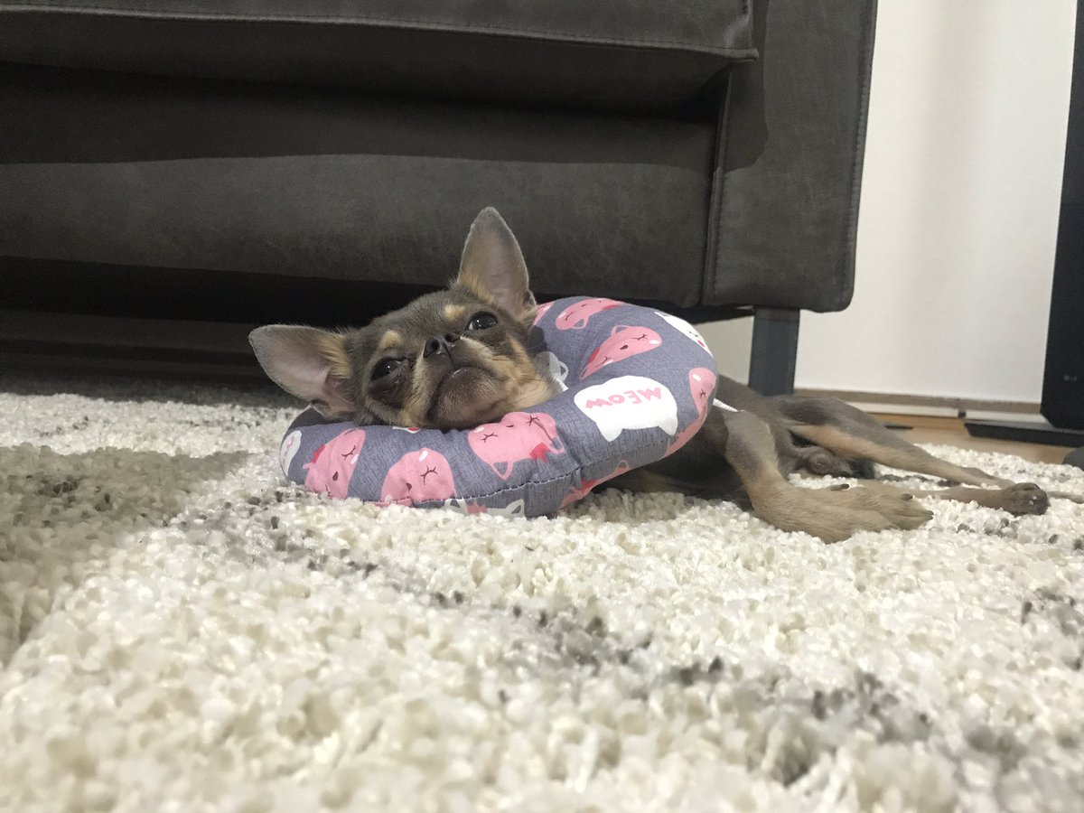 Someone got used to the Rug 🤪