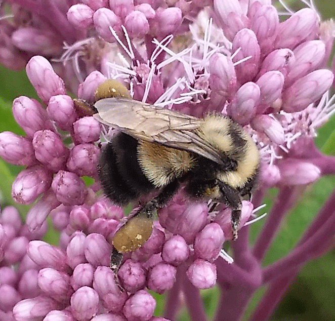 BeeSpotter's tweet photo. #BeeBlitz is tomorrow! While you're helping track #bees it's also important to take care of yourself! Remember these items:
🐝 Water
🐝 Mask
🐝 Sunscreen
🐝 Bug spray
🐝 More water!

We have more helpful suggestions on our website:
https://t.co/INwiKSQ6rt https://t.co/rSN2exk1Pd