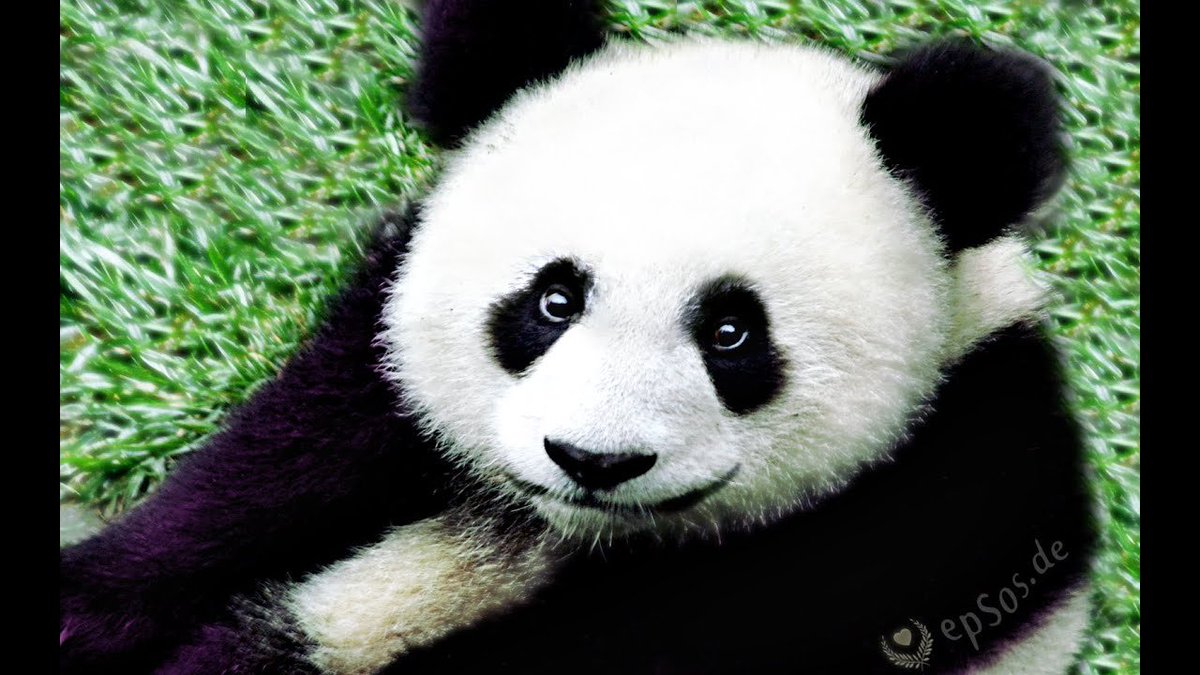 ed markey as pandas: a thread