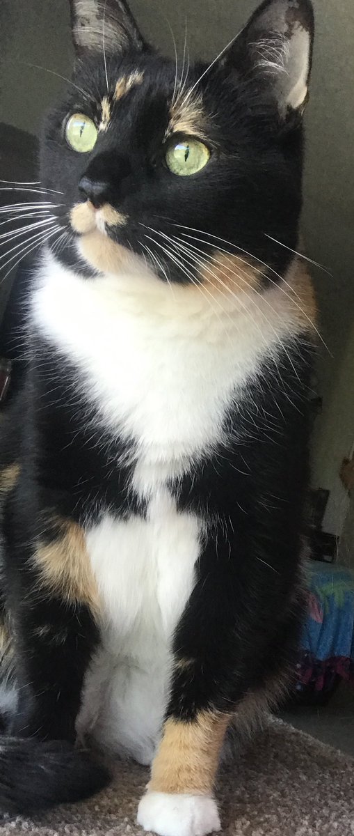 deanna Welsh tweet media