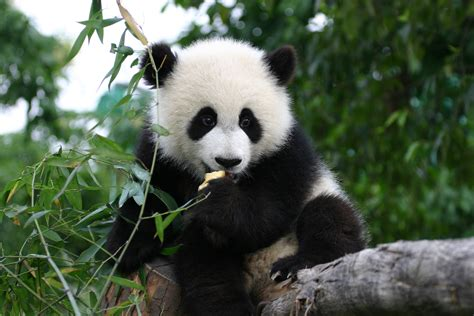 ed markey as pandas: a thread