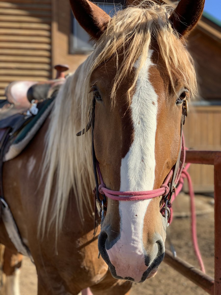 Troy_Coronel's tweet photo. Everyone meet Wallace! He is my baby and he knows it! So come and visit us in the near future @ sombrero stables in Estes Park! https://t.co/BFFmbwMgbJ