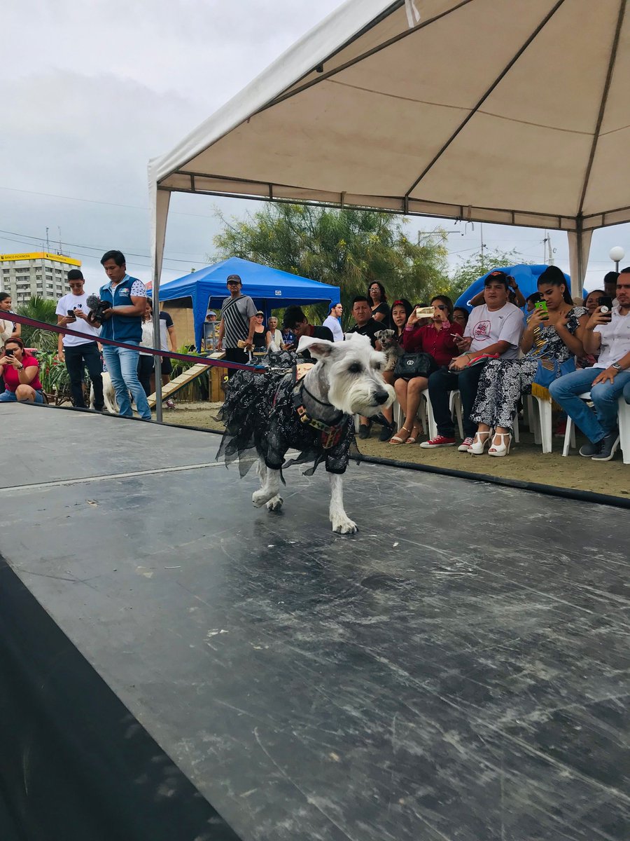 orgjopec's tweet photo. Hoy jueves aprovechamos para recordar y subir este post del festival canino #SonrisasGuau donde pasamos un gran momento junto a nuestros amigos de 4 patas 🐶🐾 y sus familias.

(El evento fue en septiembre del 2019). https://t.co/lmYiwU73Fb