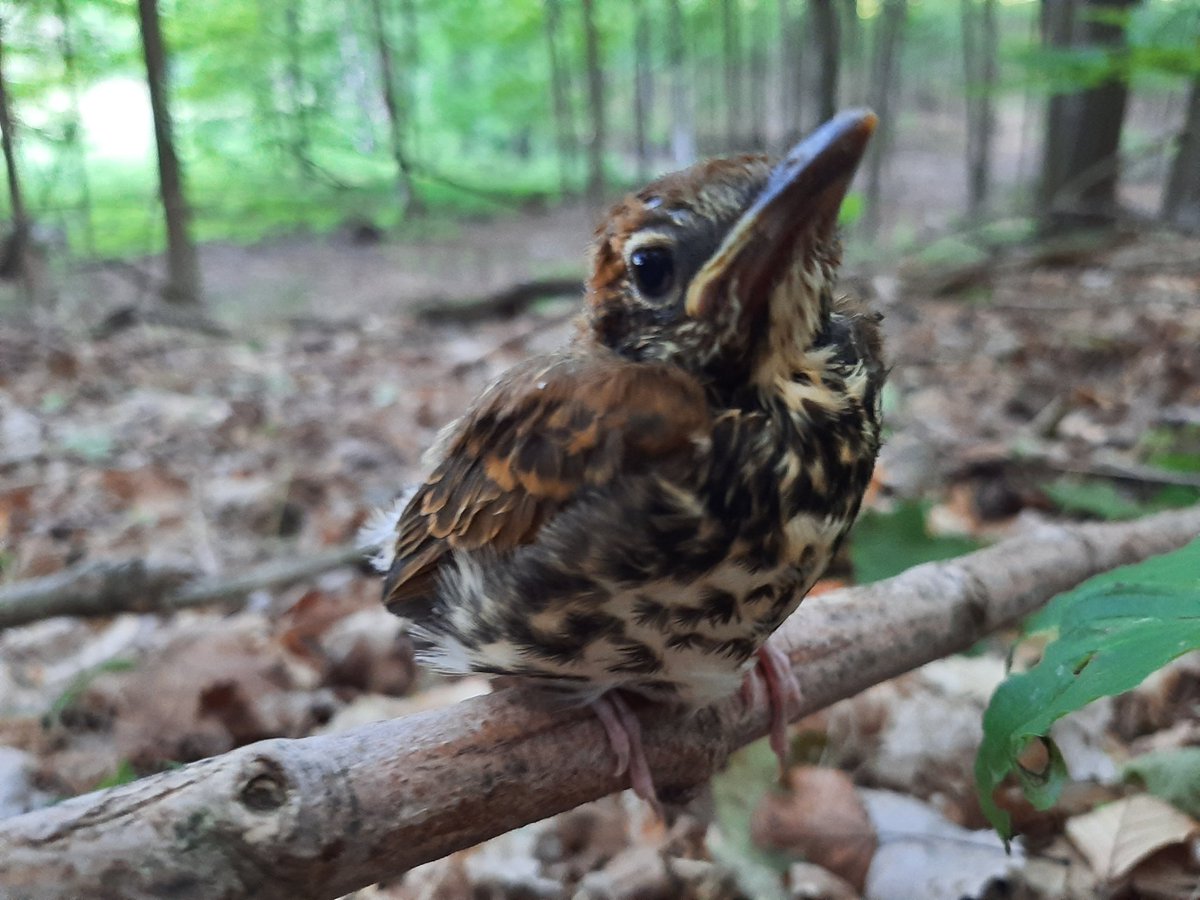 Wood thrush babies are about! Wish them luck!