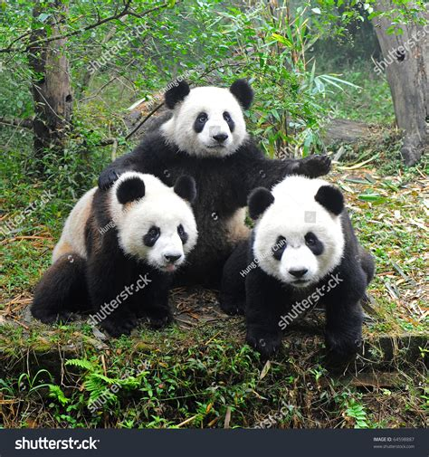 ed markey as pandas: a thread