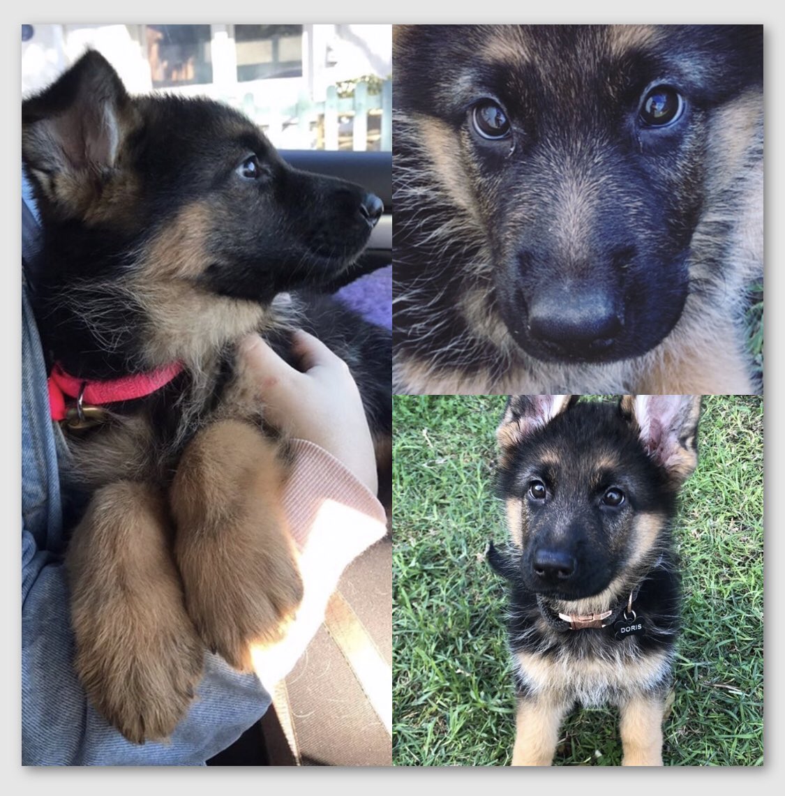 Angelstar444's tweet photo. Laura sent us these pics of her Ypsilon pup and this is what she had to say.....
gewalt marlin aka Doris, 11.5 weeks and my best friend after losing my shepherd last year. ❤️
#germansheperds #studdog #dogsofnewcastle #germanshepherdsofig
#dogs #doghandlers #fremontkenels https://t.co/c8py8AaZbw