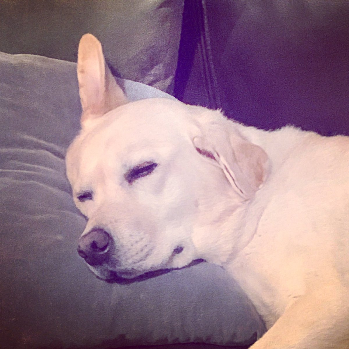 Who says unicorns aren’t real!