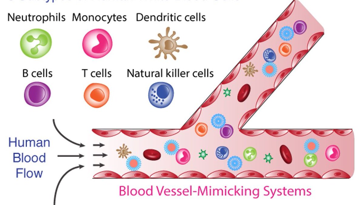 So happy to share our work just published in Small: doi.org/10.1002/smll.2… Many thanks to Tom, the Kent Lab @KentLaboratory and other co-workers at CBNS @ARCCoEBionano. Also thanks to Athina @AthinaAnastasa1 at ETH Polymeric Materials @AnastasakiLab for useful discussions.