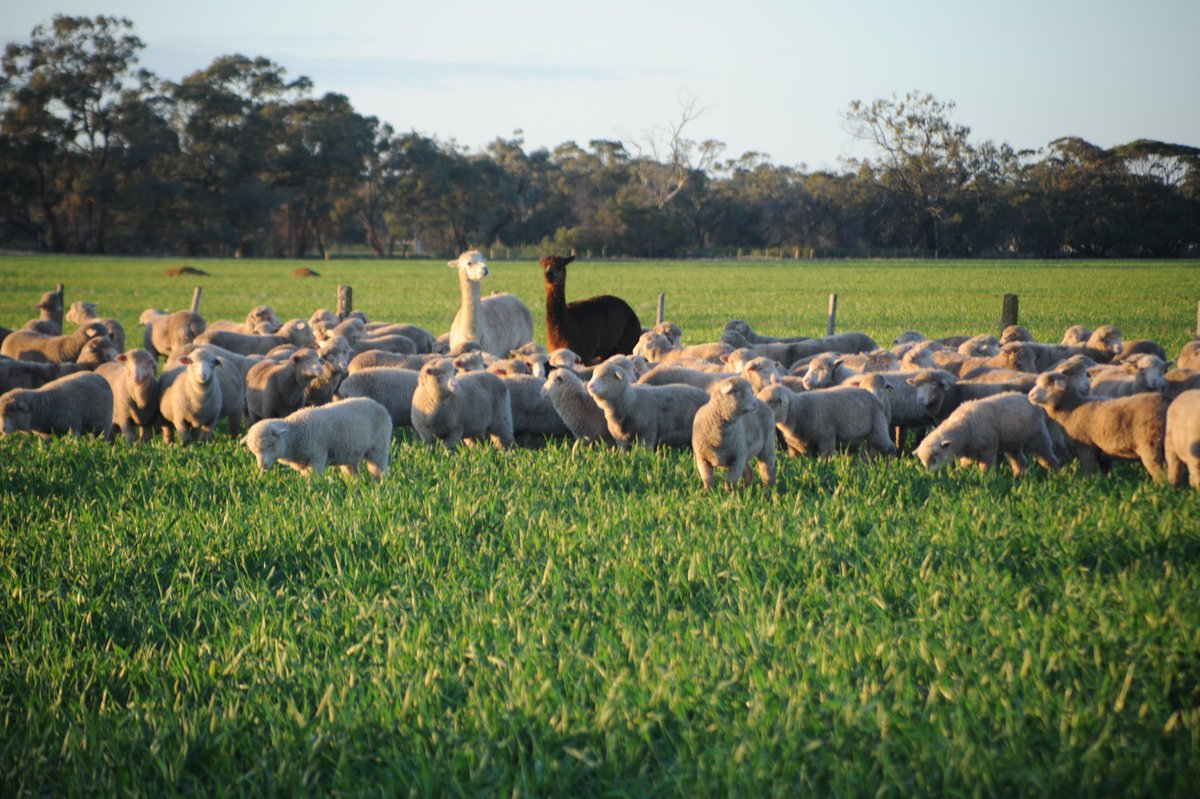 agricamau's tweet photo. Sheep, and their supervisors, in forage barley, Nullawil, Vic.
#Aussiefarmers #Aussiewool https://t.co/mcihCQQdfB