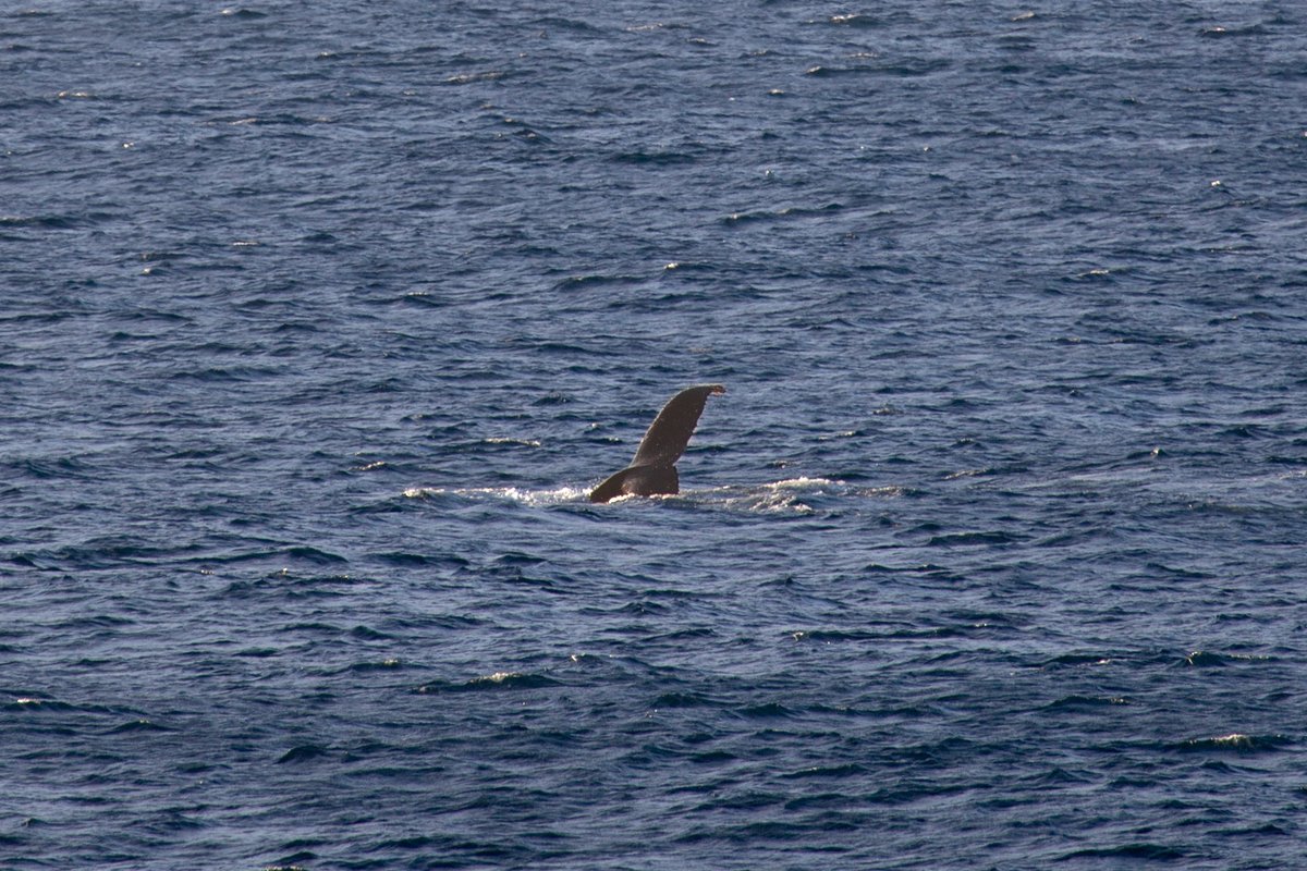 Yellow-tailed black cockatoos, dolphins, humpback whales, a seal and killer surf sets rolling in. Ridiculous morning in Bondi Beach! <a href="/CanonAustralia/">Canon Australia</a> <a href="/WaverleyCouncil/">Waverley Council</a> <a href="/sydney_sider/">Sydney.com</a> #sunrise #WildlifePhotography #SurfPhotography