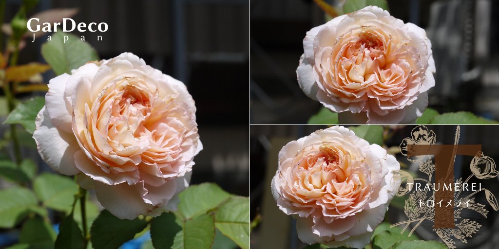 Gardeco Japan ロサオリエンティスの新品種 トロイメライの新苗に咲いた花 このバラは蕾が膨らみ始めてから 開花まで結構時間がかかる印象です まぁ 新苗に咲いた花でこれだけ 花弁がギュッとした感じだったら 無理もないか バラ 園芸