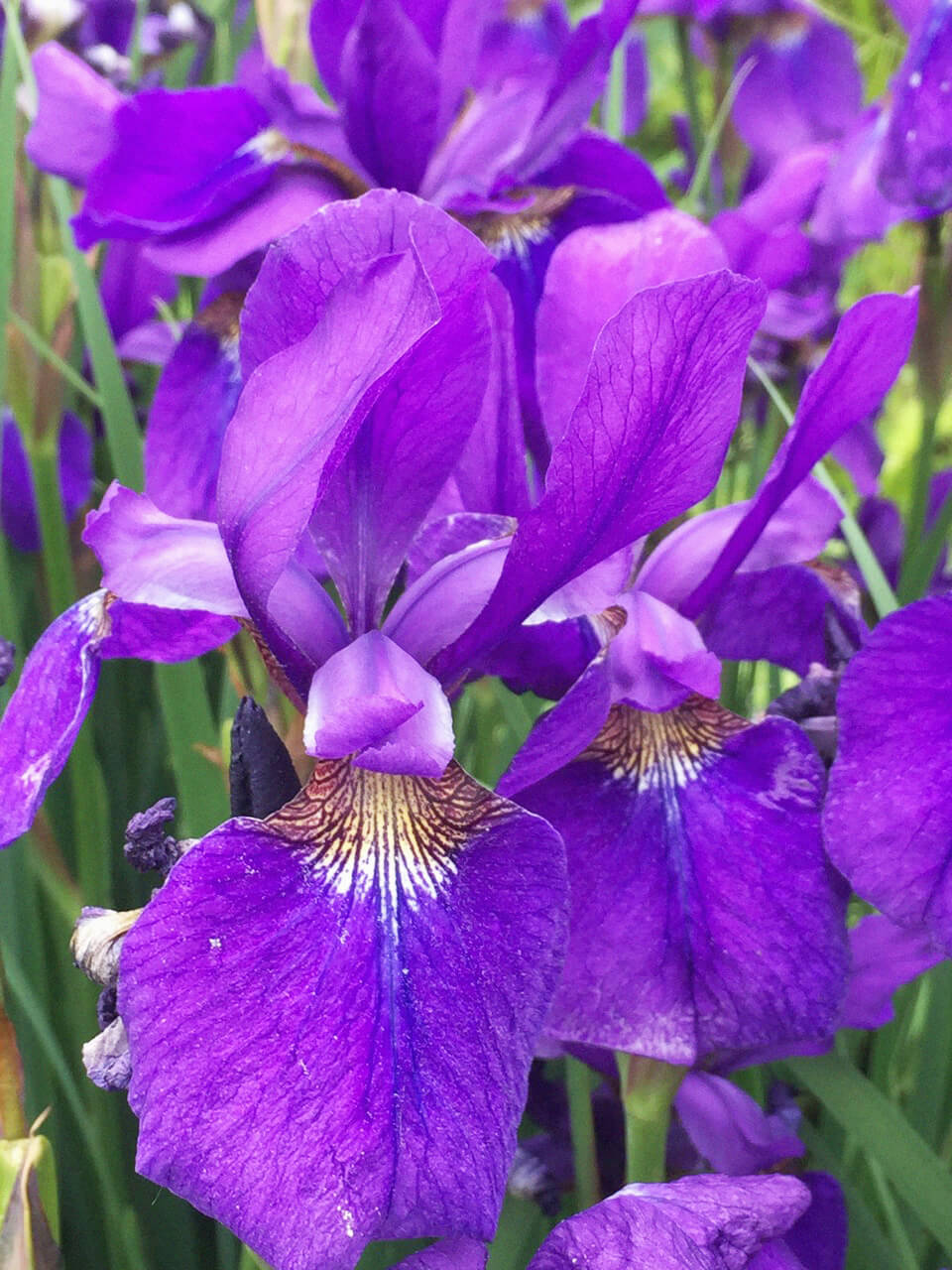 暦生活 うみともりのいろ展 Pa Twitter アヤメ科アヤメ属の花は種類が多く 一初 いちはつ 文目 あやめ 燕子花 かきつばた 花菖蒲 はなしょうぶ と色々あり 最近はジャーマンアイリスやオランダアイリスなどもよくみかけます 菖蒲華 より