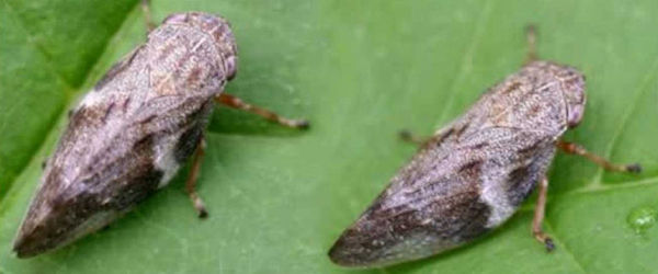 Hortoinfo2's tweet photo. Se ha detectado #materialvegetal importado de #EEUU., infectado de #Xylellafastidiosa
https://t.co/Bee1I3azE2 https://t.co/sfua63iMU9