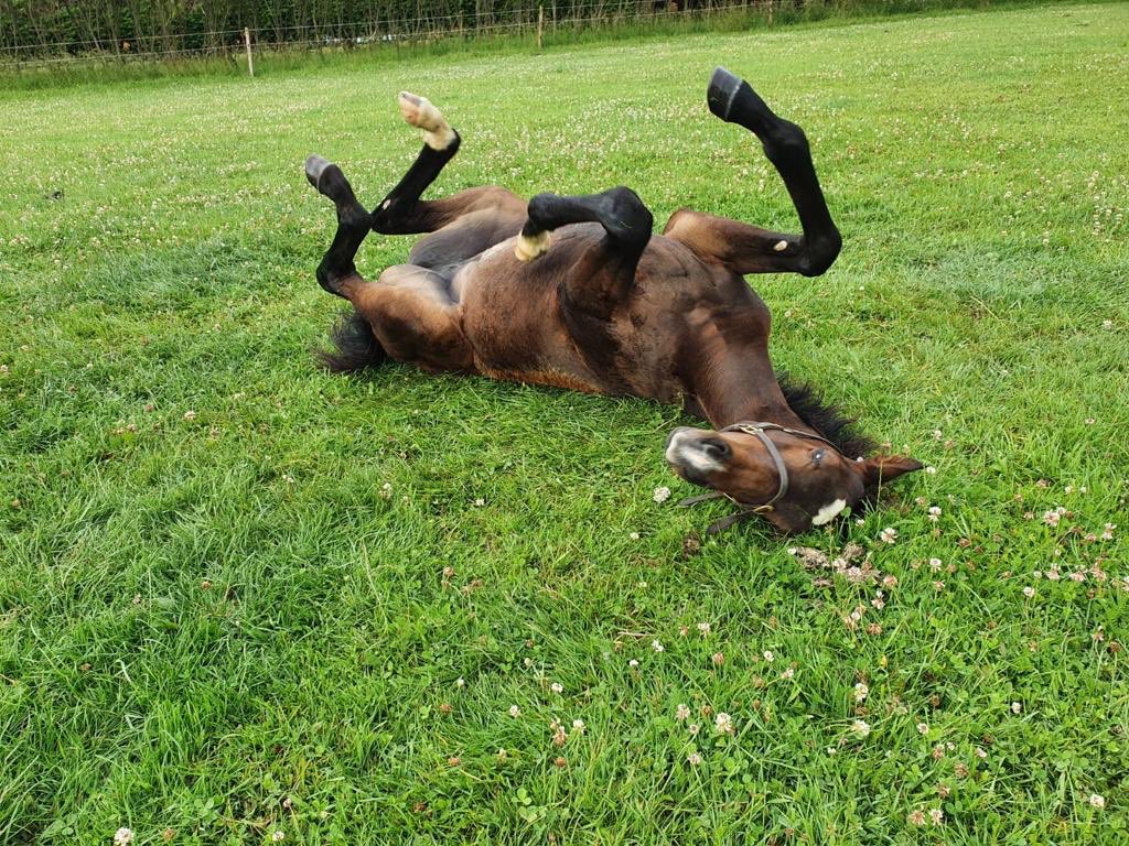 NorthFarmStud's tweet photo. Dave, the filly upside down at NFS 🤣 #thoroughbredbreeding #foallife https://t.co/G3M1hl2Ufv