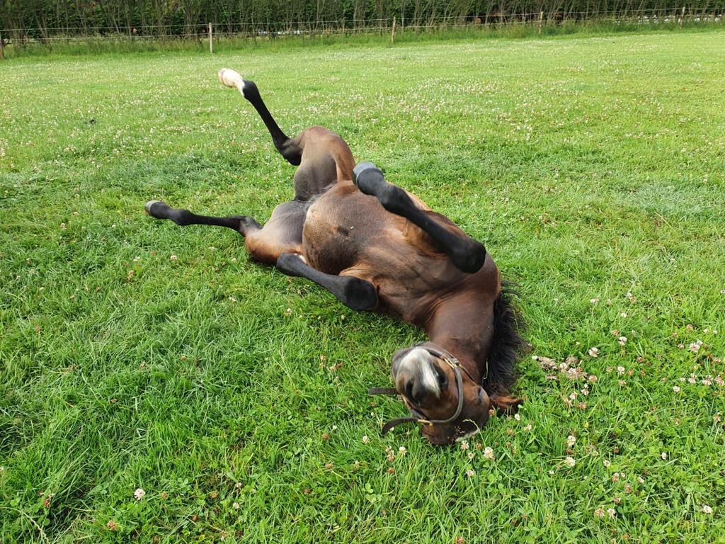 Dave, the filly upside down at NFS 🤣 #thoroughbredbreeding #foallife