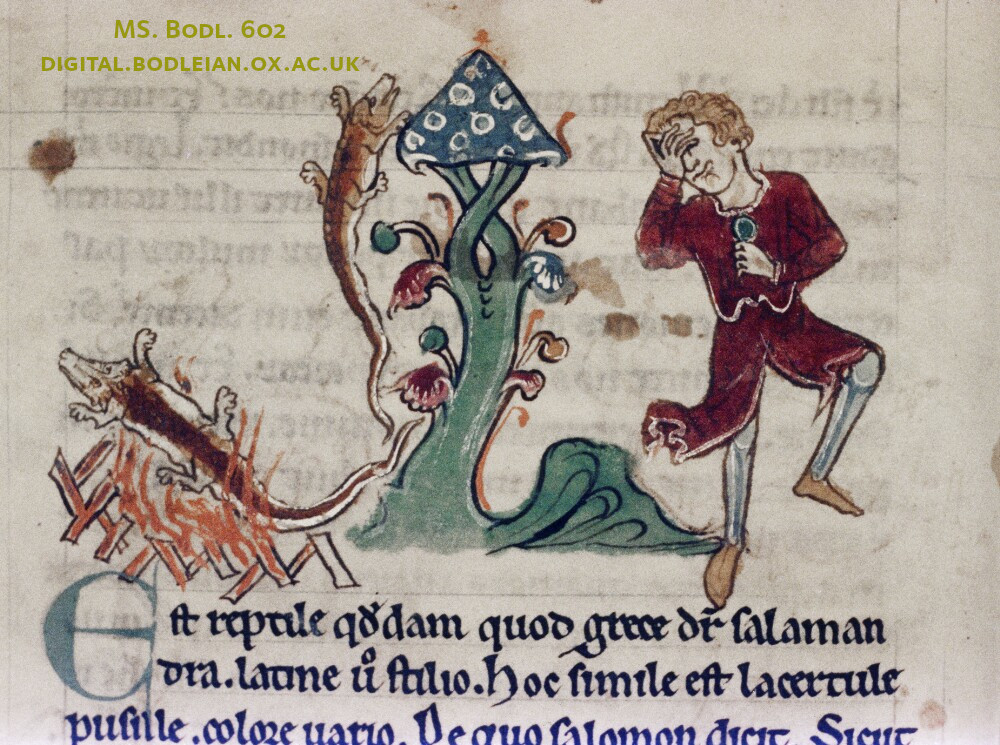 BDLSS's tweet photo. You know it's Monday when you accidentally throw your hairy crocodile into the fire #ManicMonday https://t.co/Gc1bnmNZ6k