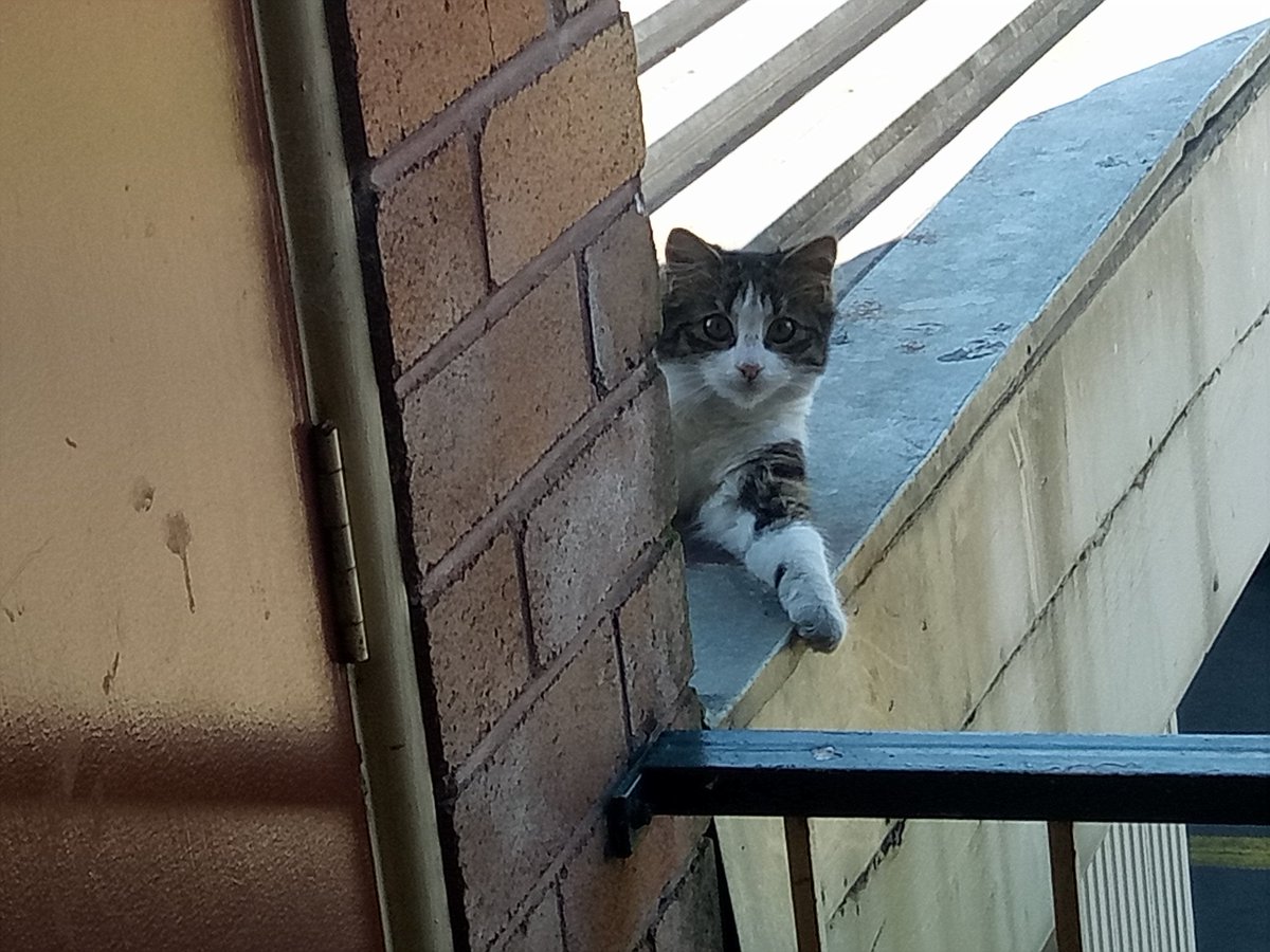 zilla_kat's tweet photo. Who's looking at you 
@MyMonkey777 
#CatsOfTwitter https://t.co/z4DxxN94XB
