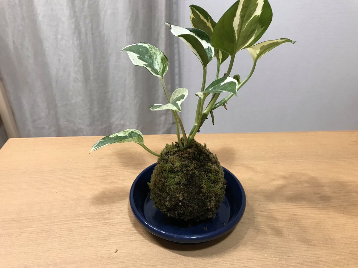 Sorao ポトスで苔玉を作ってみました 中身は水苔と少量の土を入れました 表面のスナゴケは黒っぽいんですが 貼ってみたら意外といい感じです