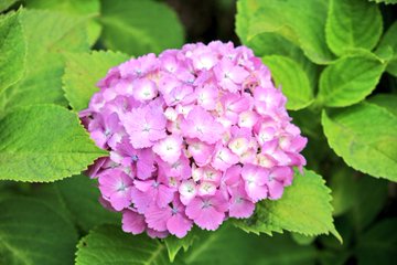 紫陽花の種類と名前 色別 品種の紫陽花を写真で紹介 にわとりぃブログ