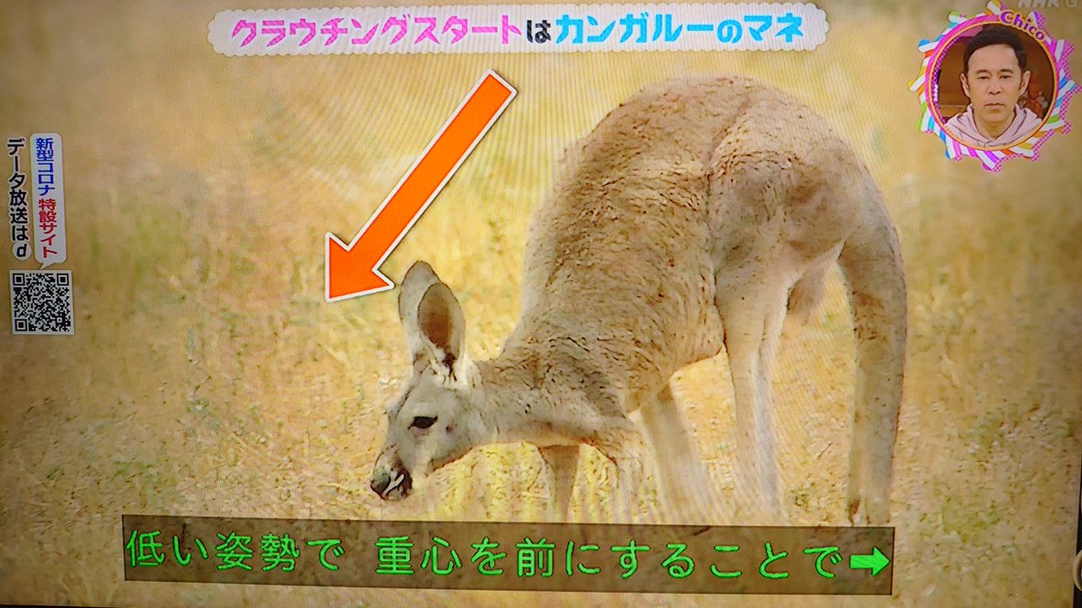 クラウチングスタートってなに ある動物をマネをしたのが始まり チコちゃんに叱られる Togetter クラウチングスタートってなに ある動物をマネをしたのが始まり チコちゃんに叱られる Togetter