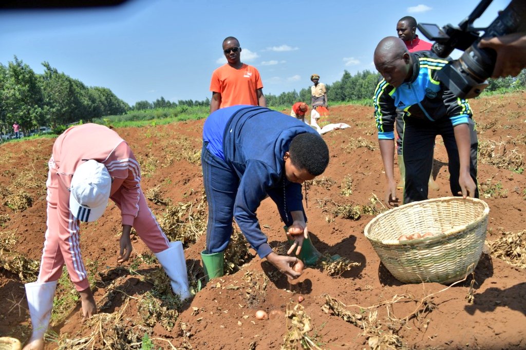 niyiragiraladi1's tweet photo. #Burundi Malgré le décès inopiné de feu Président @pnkurunziza, la vie continue. Maman @DeniseBucumi accompagnée de ses enfants l'a indiqué ce vendredi lors de la récolte des pommes de terre dans les champs de la colline Rutanga, commune Gashikanwa en @NgoziProvince https://t.co/ICC5dX8rxr