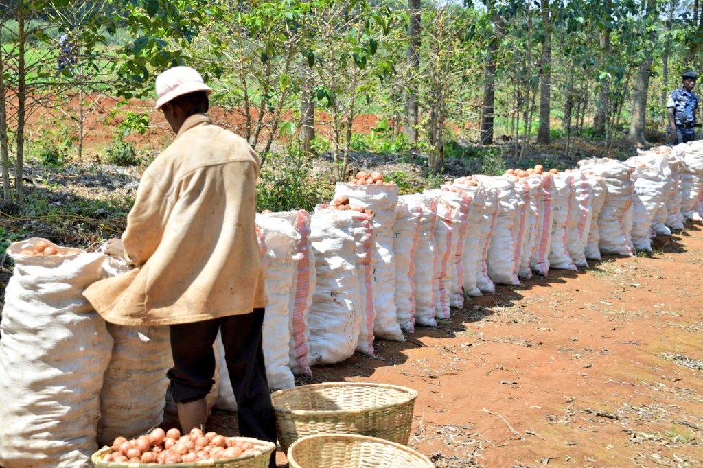 niyiragiraladi1's tweet photo. #Burundi Malgré le décès inopiné de feu Président @pnkurunziza, la vie continue. Maman @DeniseBucumi accompagnée de ses enfants l'a indiqué ce vendredi lors de la récolte des pommes de terre dans les champs de la colline Rutanga, commune Gashikanwa en @NgoziProvince https://t.co/ICC5dX8rxr