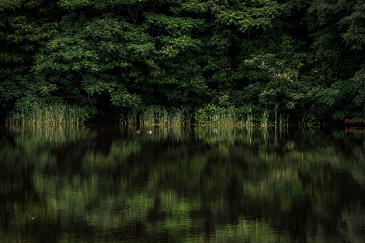 くるまえび 新緑 深緑 水鏡 Nikon D750 Photography 写真 Nature 秋穂 山口市 田舎 Countryside 水鏡 Watermirror Green 新緑 深緑 Birds 野鳥 鴨 T Co 2knanrubjg