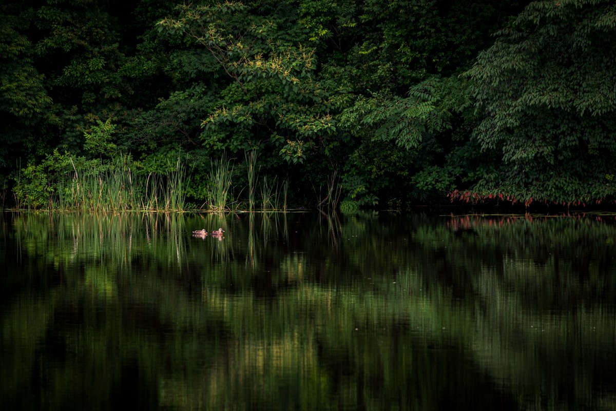 くるまえび 新緑 深緑 水鏡 Nikon D750 Photography 写真 Nature 秋穂 山口市 田舎 Countryside 水鏡 Watermirror Green 新緑 深緑 Birds 野鳥 鴨 T Co 2knanrubjg