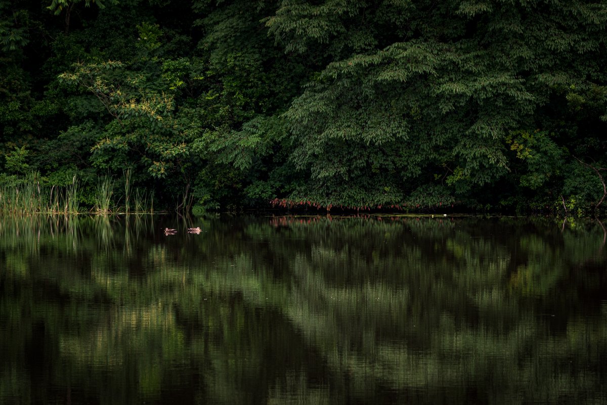 くるまえび 新緑 深緑 水鏡 Nikon D750 Photography 写真 Nature 秋穂 山口市 田舎 Countryside 水鏡 Watermirror Green 新緑 深緑 Birds 野鳥 鴨 T Co 2knanrubjg