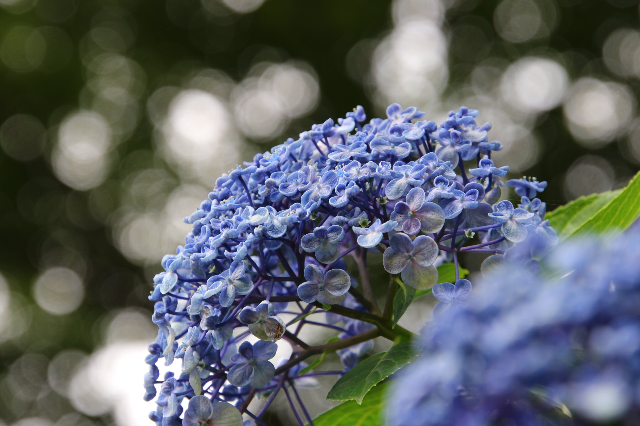 町田の宮古好き 渦紫陽花 花弁が内側にカールしていて一般的なアジサイの中に混ざってると目立ちますね あじさい 紫陽花 渦紫陽花 ポップコーンアジサイ 薬師池公園 写真好きな人と繋がりたい ファインダー越しの私の世界 T Co