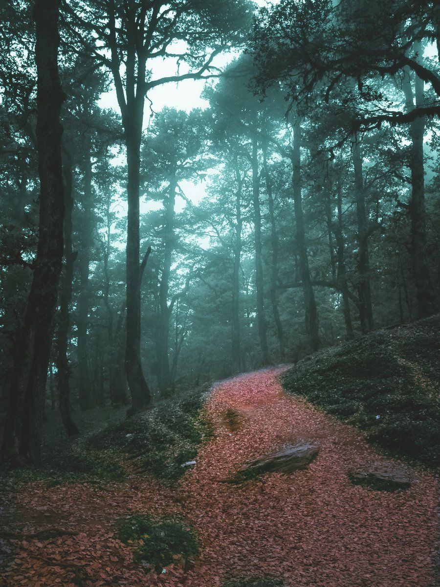 Moody forest ❤️
#photography #indiaphotos #indiaphoto #Ladakh #indianphotography #lonelyplanetindia #incredibleindia #HimachalPradesh