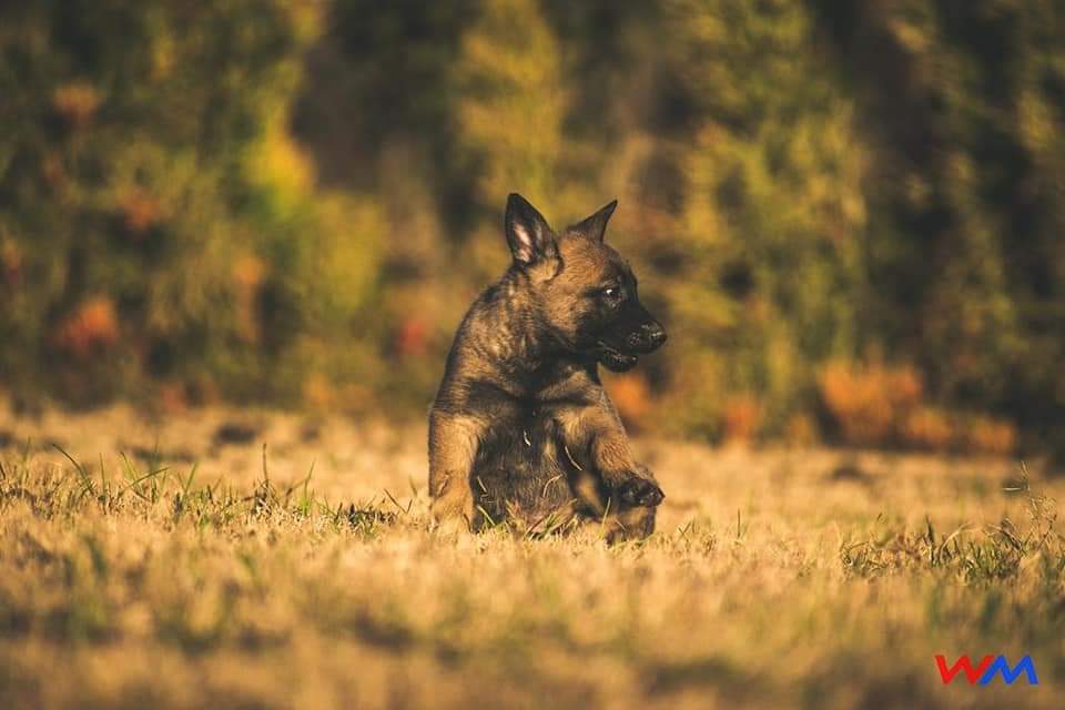 kedivdw's tweet photo. Breeding is an art.. And with careful selection of females we have been able to produce nothing but the best with the champion man himself, Captain VENOM. 4 males up for grabs
#WEAREDAFUTURE
#WEAREPAWBUDDIES
#WEARETHEINCREDIBLETEAM
#K9PATROLSQUAD
#K9UNIT https://t.co/OviUiy6CBu
