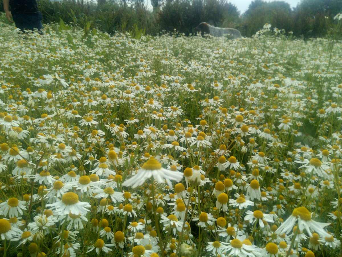 BeesBishops's tweet photo. This is a camomile patch near one of the aparies. There were quite a few honey bees working the flowers this afternoon. It was a lovely sight to see.
#beekeeping #wildlife #wildflowers #honeybees #bees #bishopsbees #pollinators #honeyhoney #honey #nature https://t.co/NjNx5OrG0Q