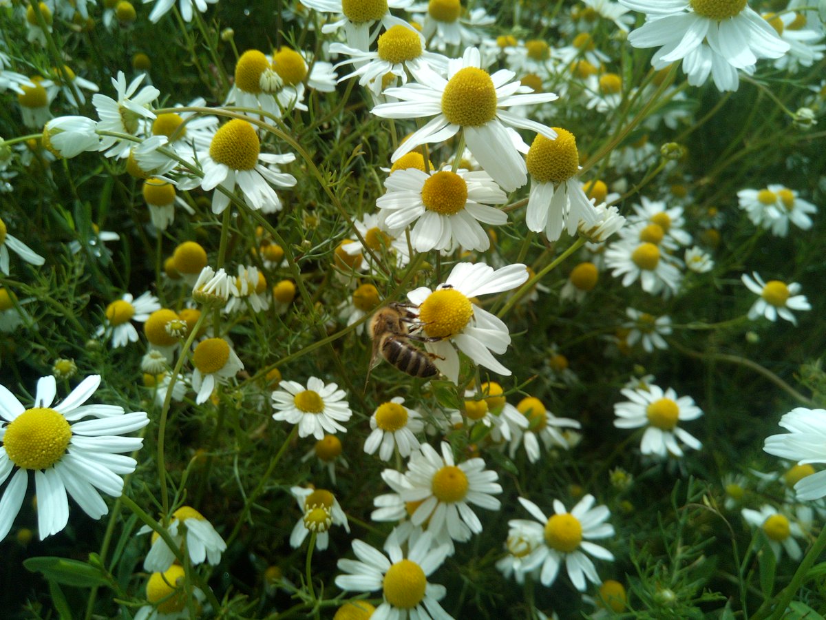 BeesBishops's tweet photo. This is a camomile patch near one of the aparies. There were quite a few honey bees working the flowers this afternoon. It was a lovely sight to see.
#beekeeping #wildlife #wildflowers #honeybees #bees #bishopsbees #pollinators #honeyhoney #honey #nature https://t.co/NjNx5OrG0Q