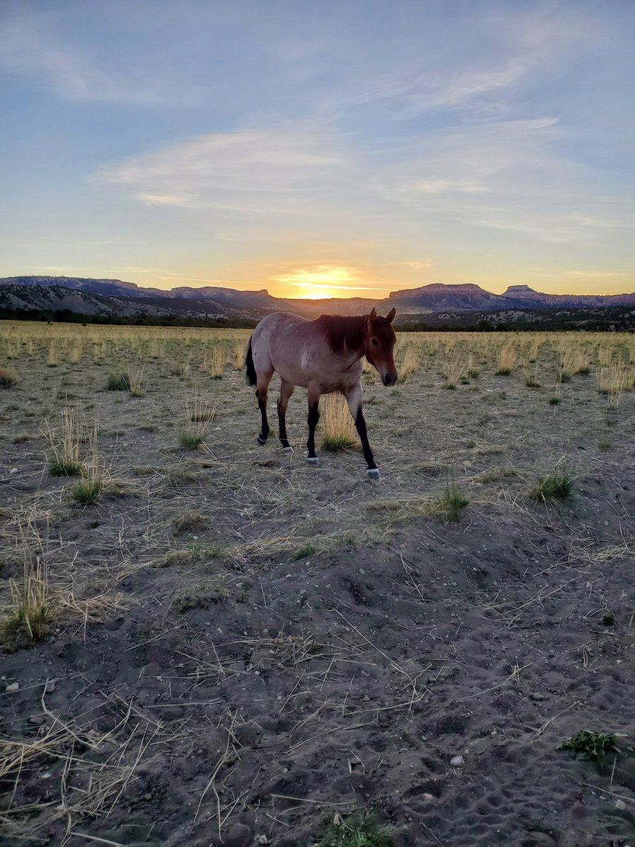 justio10's tweet photo. Look at them #horse https://t.co/g7zKhqKYpL